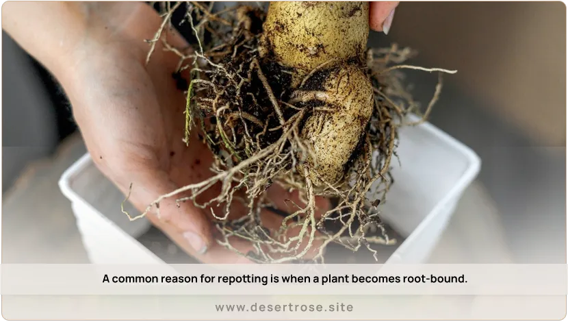 A-common-reason-for-repotting-is-when-a-plant-becomes-root-bound.