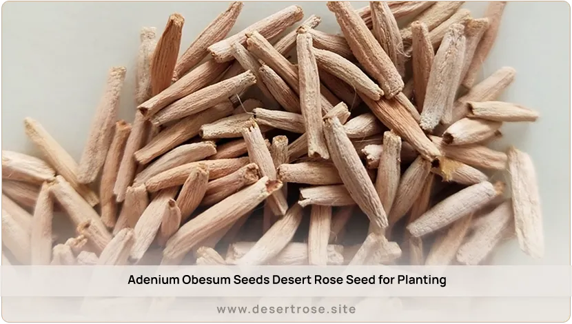 Adenium-Obesum-Seeds-Desert-Rose-Seed-for-Planting