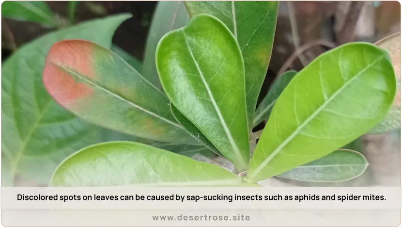 Discolored-spots-on-leaves-can-be-caused-by-sap-sucking-insects-such-as-aphids-and-spider-mites.