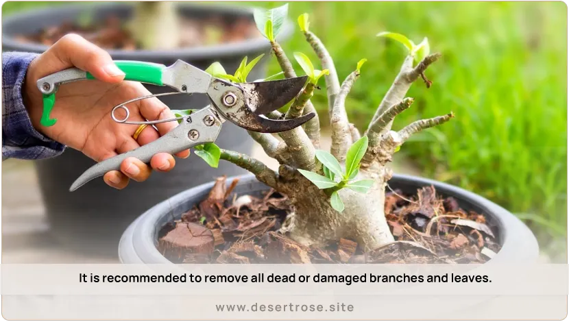 It-is-recommended-to-remove-all-dead-or-damaged-branches-and-leaves.