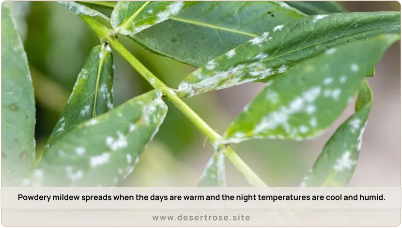 Powdery-mildew-spreads-when-the-days-are-warm-and-the-night-temperatures-are-cool-and-humid.