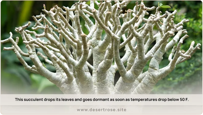 This-succulent-drops-its-leaves-and-goes-dormant-as-soon-as-temperatures-drop-below-50-F.