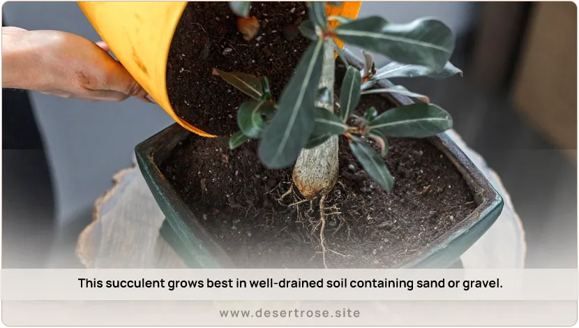 This-succulent-grows-best-in-well-drained-soil-containing-sand-or-gravel
