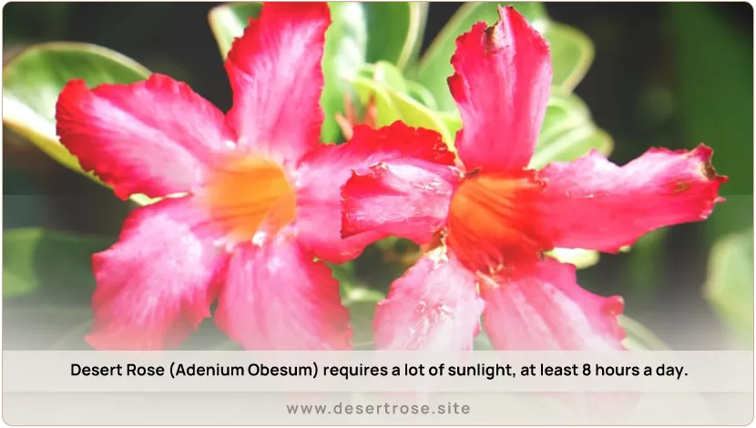 desert-rose-requires-sunlight-8-hours-a-day